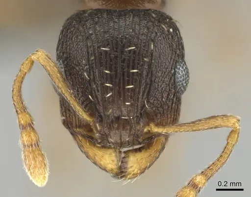 Tetramorium argenteopilosum - CASENT0252969