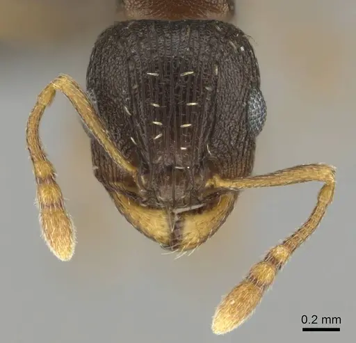 Tetramorium argenteopilosum - CASENT0252969