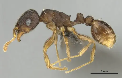 Tetramorium argenteopilosum - CASENT0252969