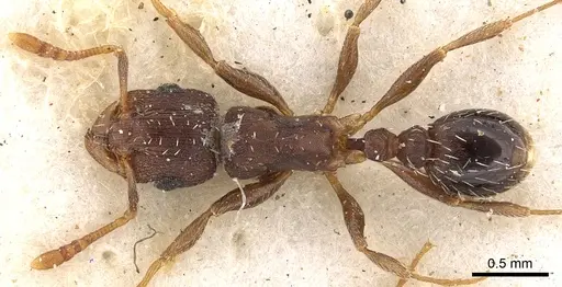 Tetramorium argenteopilosum - CASENT0901217