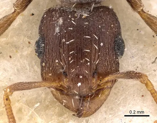 Tetramorium argenteopilosum - CASENT0901217