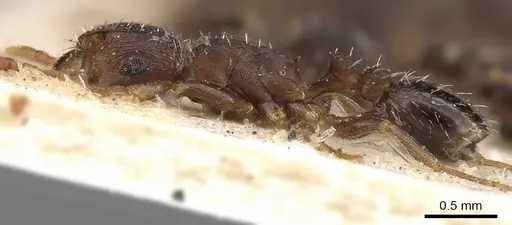 Tetramorium argenteopilosum - CASENT0901217