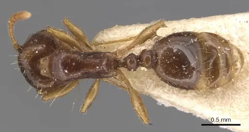 Tetramorium armatum specimen