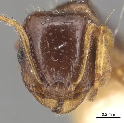 Tetramorium armatum specimen