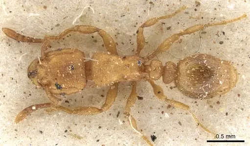 Tetramorium arnoldi specimen