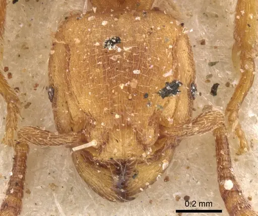 Tetramorium arnoldi specimen