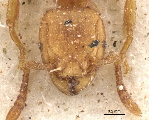 Tetramorium arnoldi specimen