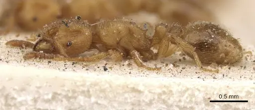 Tetramorium arnoldi - CASENT0901140