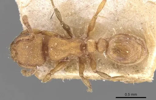 Tetramorium arnoldi - CASENT0909122
