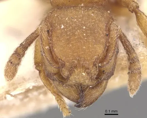 Tetramorium arnoldi - CASENT0909122