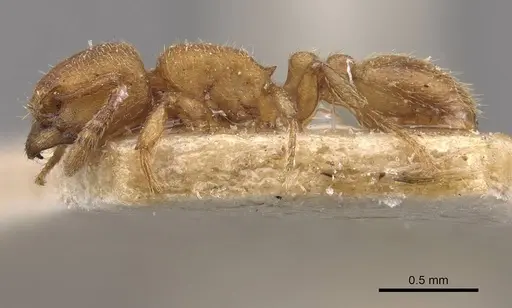 Tetramorium arnoldi - CASENT0909122