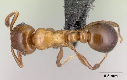 Tetramorium artemis specimen