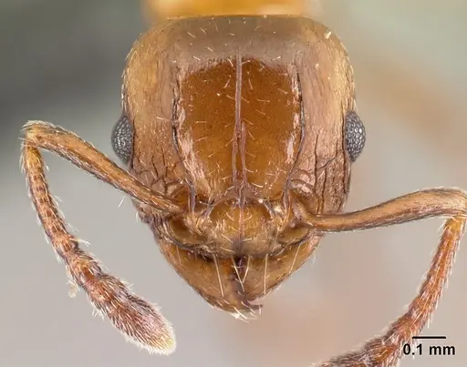 Tetramorium artemis specimen