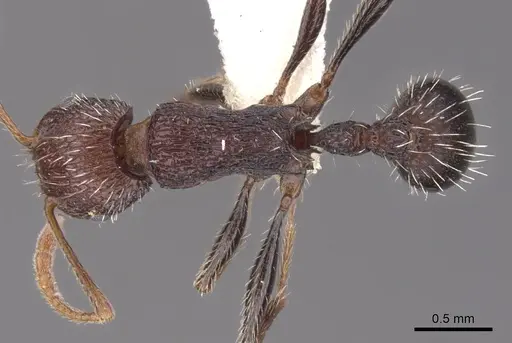 Tetramorium asetyum specimen