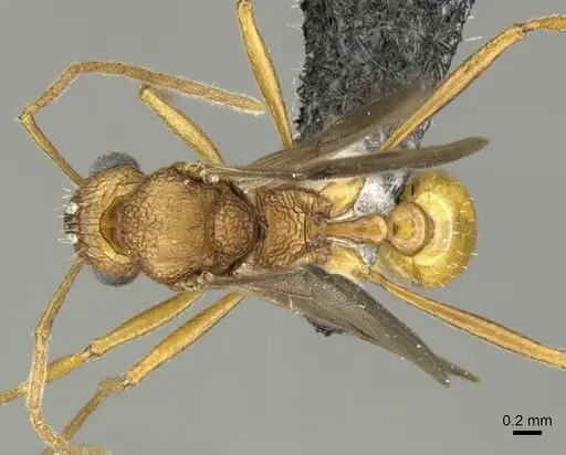 Tetramorium aspersum specimen