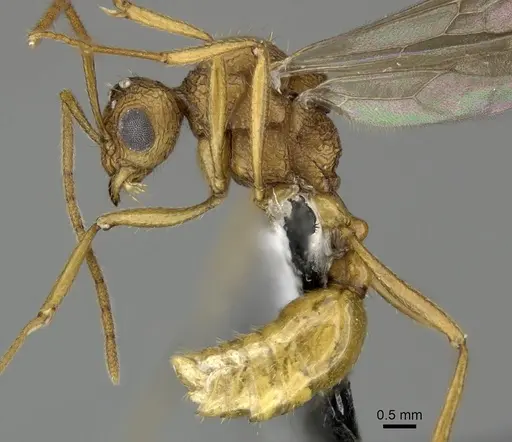 Tetramorium aspersum specimen