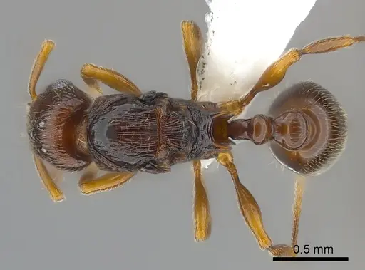 Tetramorium aspis specimen