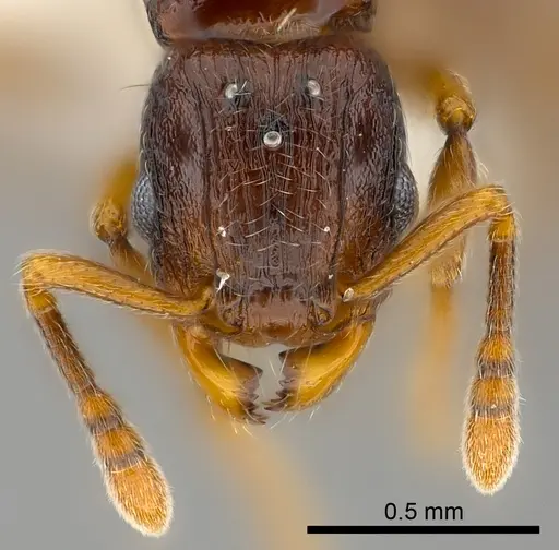 Tetramorium aspis specimen