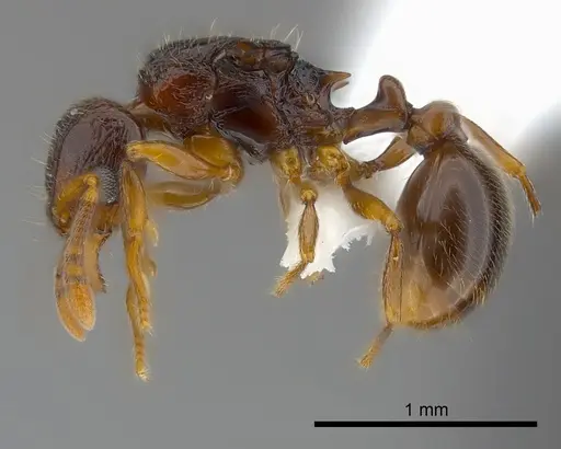 Tetramorium aspis specimen