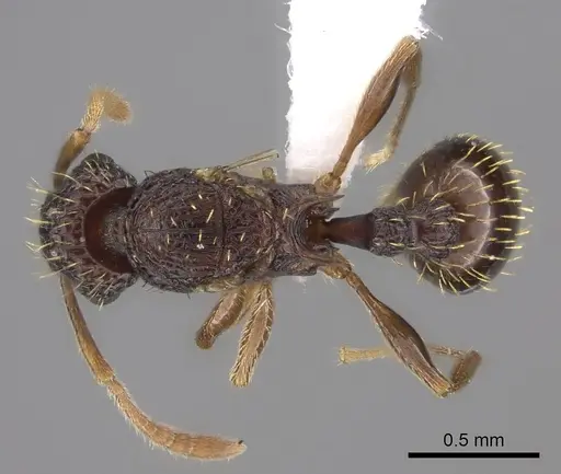 Tetramorium ataxium specimen