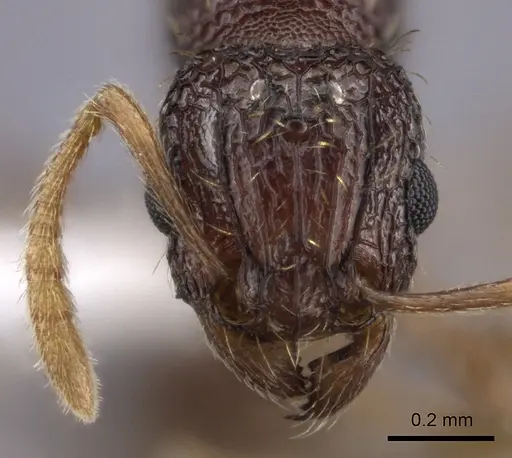 Tetramorium ataxium specimen
