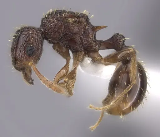 Tetramorium ataxium specimen