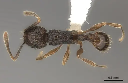 Tetramorium ataxium - CASENT0425685