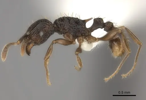 Tetramorium ataxium - CASENT0425685