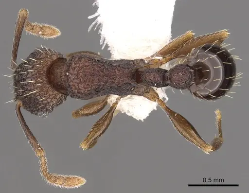 Tetramorium ataxium - CASENT0901197
