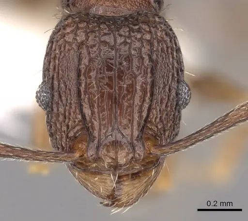 Tetramorium ataxium - CASENT0901197