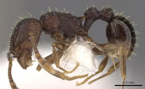 Tetramorium ataxium - CASENT0901197