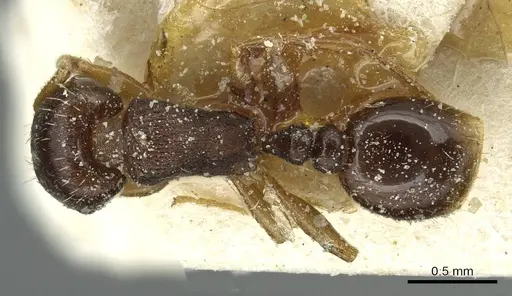 Tetramorium atlante specimen