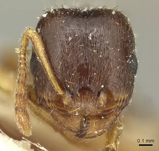 Tetramorium atlante specimen