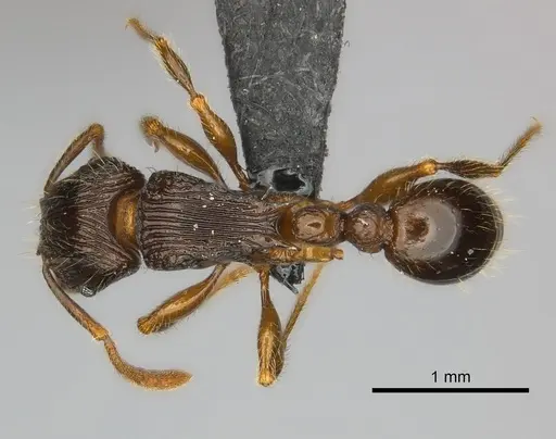 Tetramorium avaratra specimen
