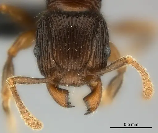 Tetramorium avaratra specimen