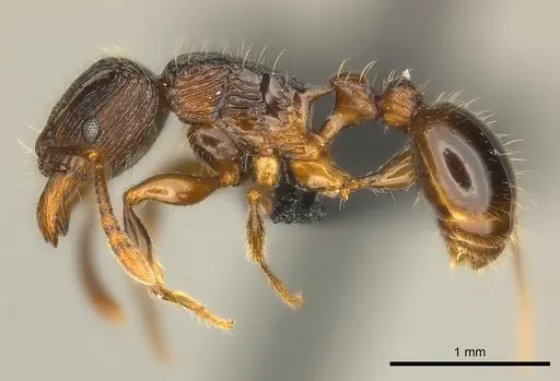 Tetramorium avaratra specimen