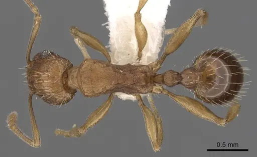 Tetramorium avium specimen