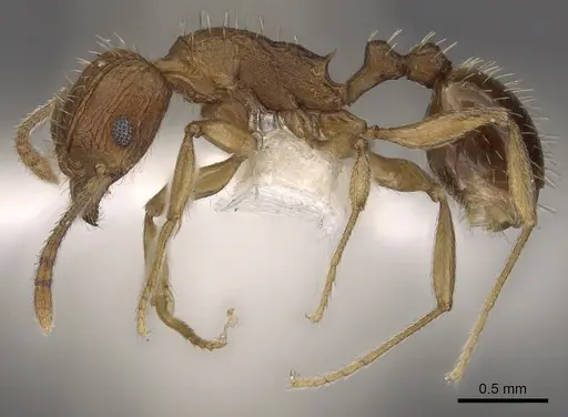 Tetramorium avium specimen