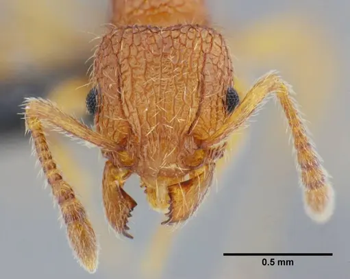 Tetramorium azcatltontlium specimen