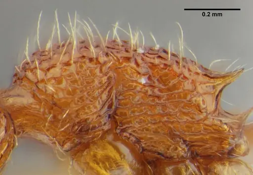 Tetramorium azcatltontlium - UFV-LABECOL-001266