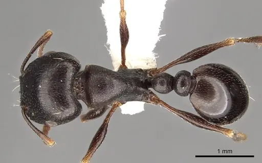Tetramorium barbigerum specimen
