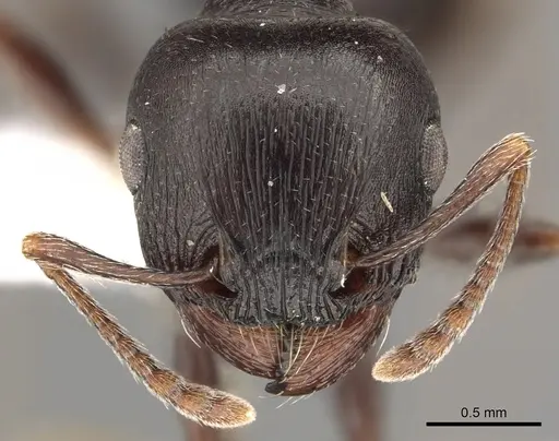 Tetramorium barbigerum specimen