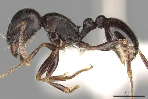 Tetramorium barbigerum specimen