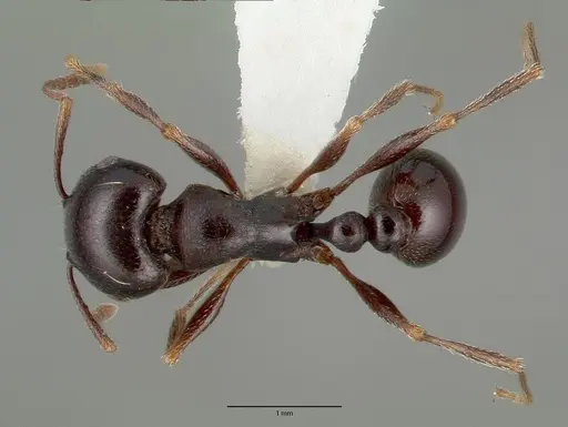 Tetramorium barbigerum - CASTYPE13386