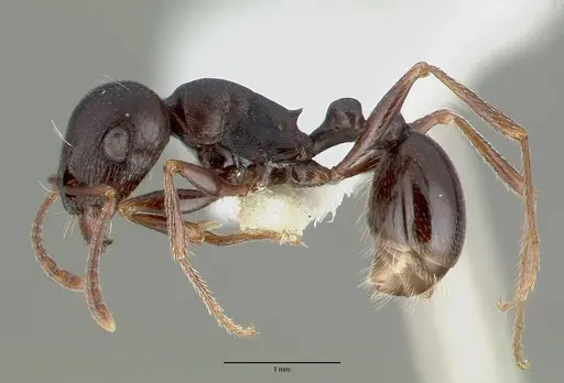 Tetramorium barbigerum - CASTYPE13386