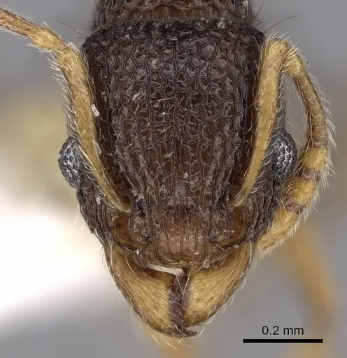 Tetramorium barryi specimen