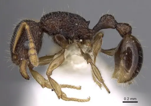 Tetramorium barryi specimen