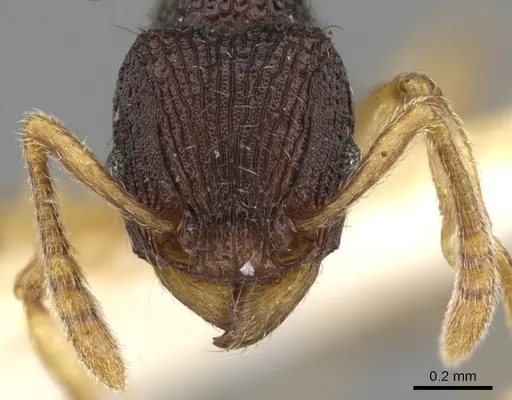 Tetramorium basum specimen
