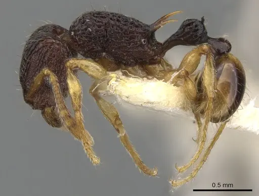 Tetramorium basum specimen