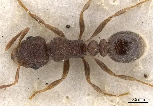 Tetramorium baufra specimen